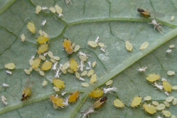  Puceron de la courge sur les feuilles de courgette