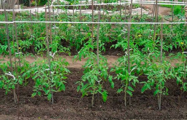  Les plants doivent être repiqués dans un endroit bien éclairé.