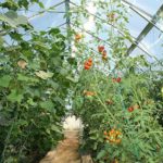  Plantation commune de concombres et de tomates