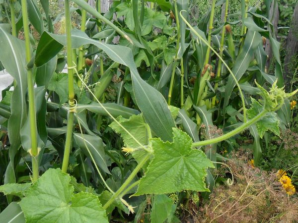  Planter des concombres avec du maïs évite d'avoir à installer un treillis