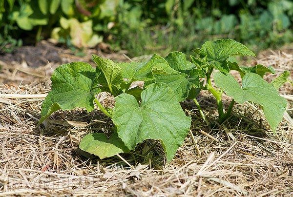  Paillage des plants après la plantation