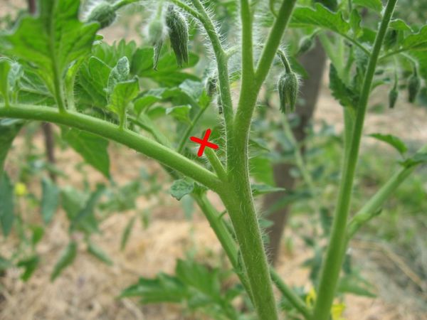  La tomate doit être piquée