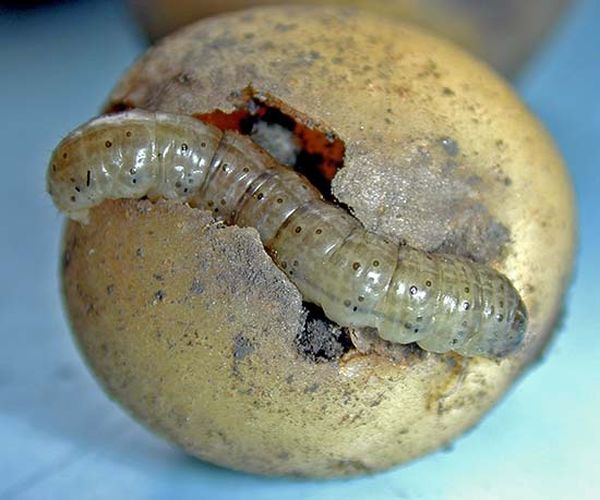  Scoop caterpillar