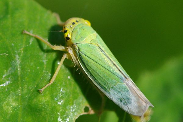  leafhoppers