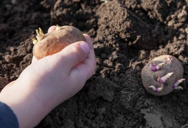 Засаждането на картофи може да започне при температура от около +8 градуса