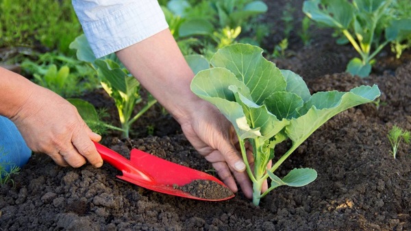  Soins appropriés après la plantation