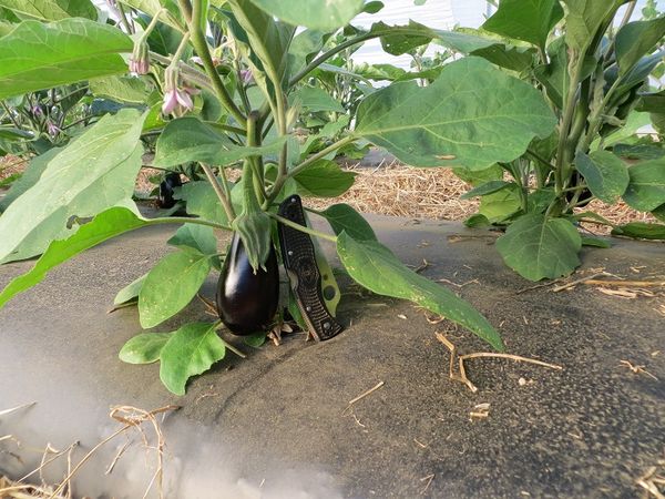  Comment planter des aubergines