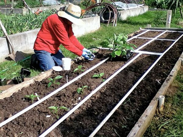  Les jardiniers utilisent deux systèmes de plantation - parallèle et échecs