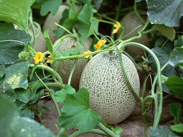  Planter et cultiver des melons en plein champ