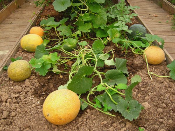  Le melon ne tolère pas l'ombrage lorsqu'il est cultivé