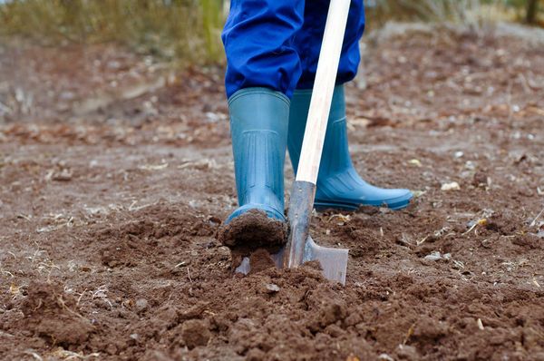  Creuser des lits dès l'automne - une procédure obligatoire