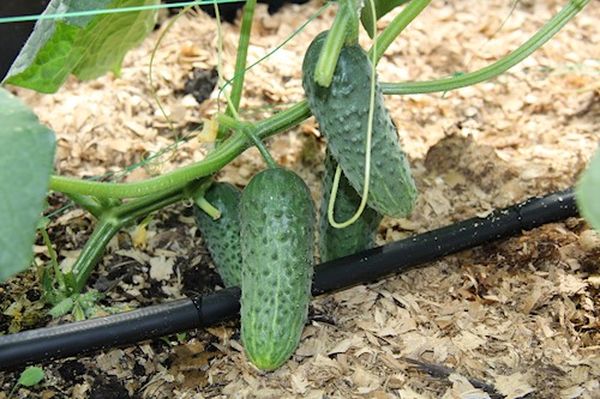  Pour soigner les pousses de concombre, il est idéal d’utiliser une irrigation goutte à goutte.