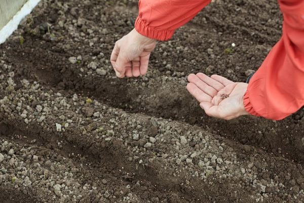  Planter des semences de betterave Detroit dans des sillons