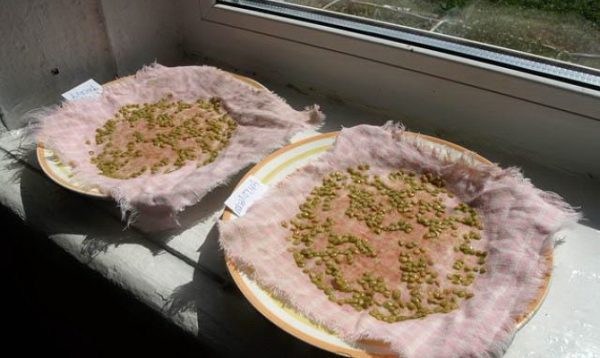  Inzuppare i semi di pomodoro prima di piantare le piantine