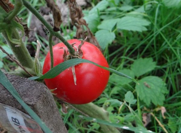  Variété de tomates Blast