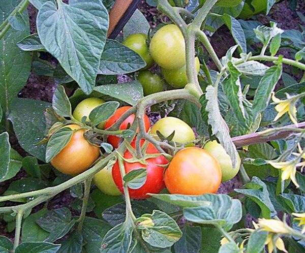  Après l'apparition des fruits, vous devez arroser 2 seaux par semaine.