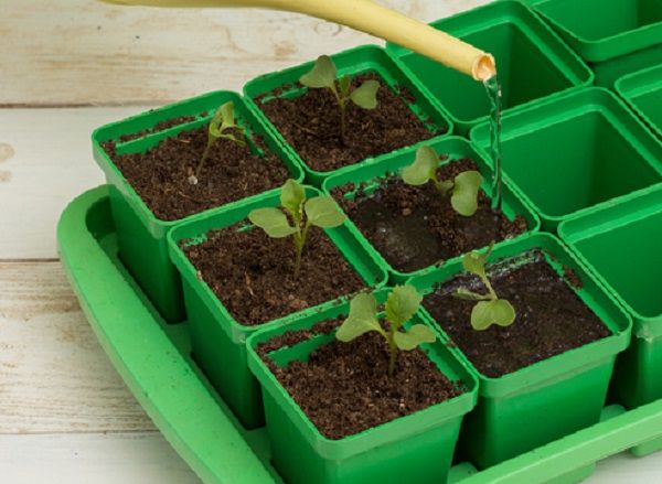  L'arrosage des plants de chou doit être effectué 1 à 2 fois par jour.