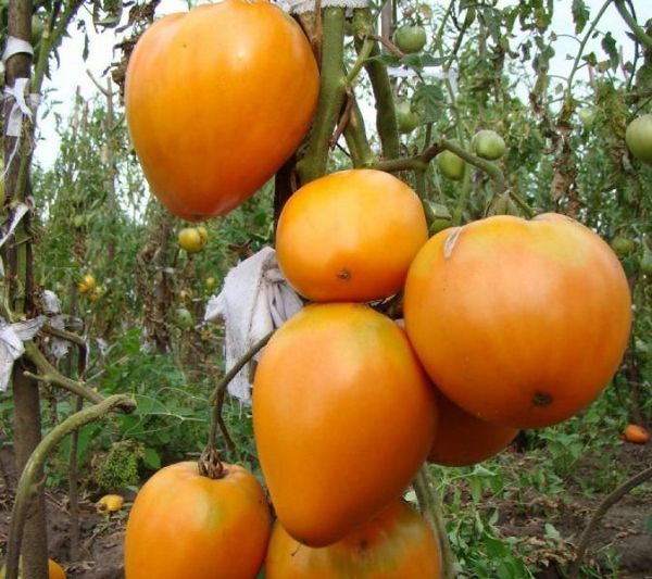  Tomate coeur doré