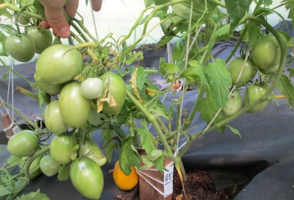  La variété donne de meilleurs fruits dans un sol acide