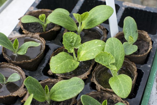  Les pots de tourbe sont les mieux adaptés pour la culture de jeunes plants.