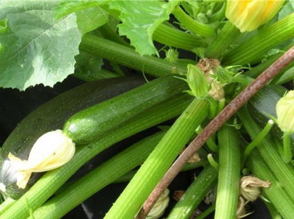  Les premiers fruits de Tsukeshi doivent être récoltés lorsqu'ils atteignent une longueur de 15 cm