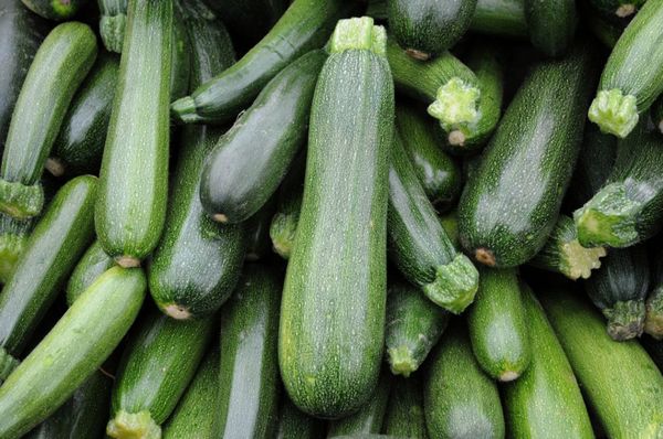  Les courgettes tsukesh matures peuvent être conservées jusqu'à six mois dans un endroit sombre.