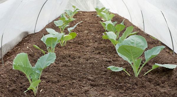  Les premières variétés peuvent être plantées dans le sol fin avril-début mai