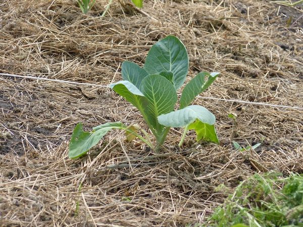  Il est recommandé de pailler le lit avec de la tourbe ou de l'herbe sèche.