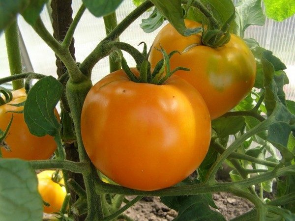  A vantagem do tomate amarelo sobre o vermelho é um maior teor de polpa e menor acidez