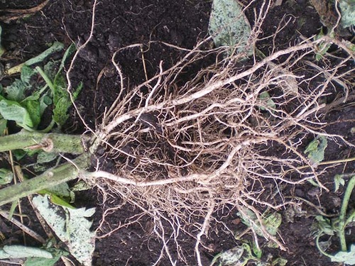  Tomato Roots