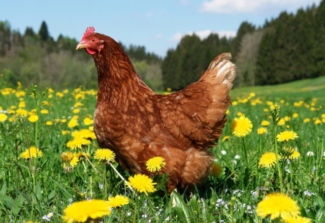  chicken manure fertilizer