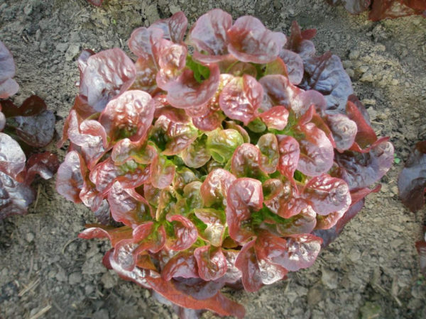  Variété de salade Ruksay