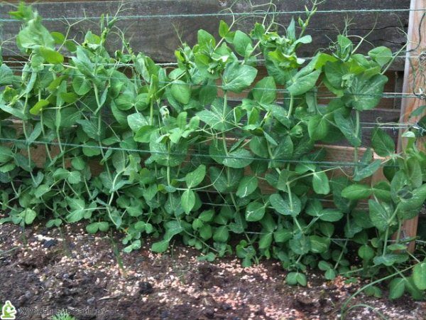  Le système racinaire du pois pénètre profondément dans le sol