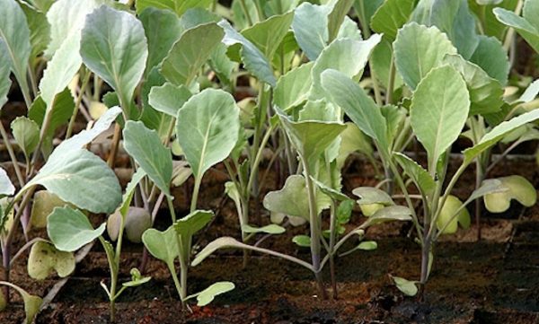  Jeunes plants de chou à la maison