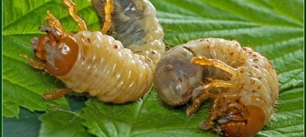  Ларвите Maybug на листата на ягоди