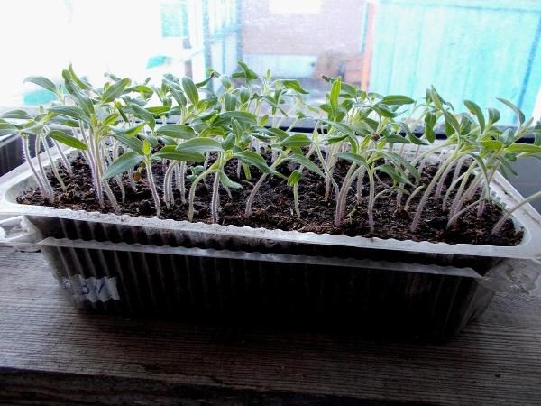  Tomato seedlings are grown in boxes or pots at a temperature of + 25 degrees Celsius