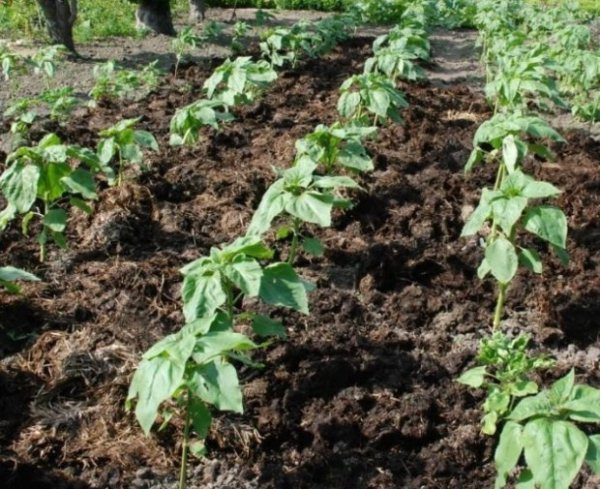  Lorsque les plantes sont plantées en rangée, la distance qui les sépare ne doit pas être inférieure à 30 cm