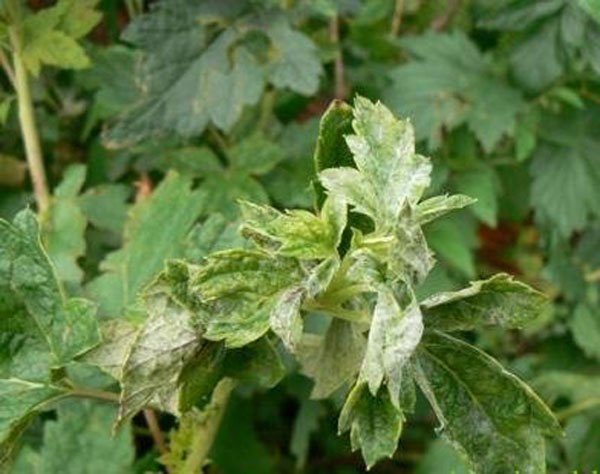  Signs of defeat currant spider mite