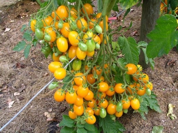  Yellow tomatoes on the trellis