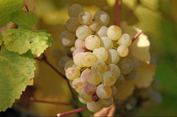  Muscat grapes have a special taste.