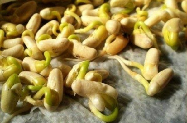  Germinated seeds of asparagus beans