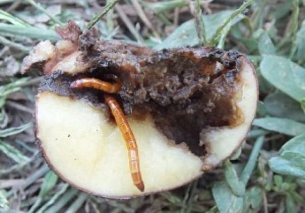  Wireworm în cartofi