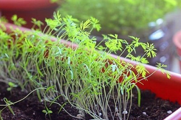  Cultiver des plants d'aneth dans un pot