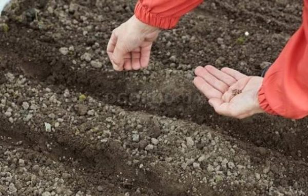  Plantando semillas de eneldo