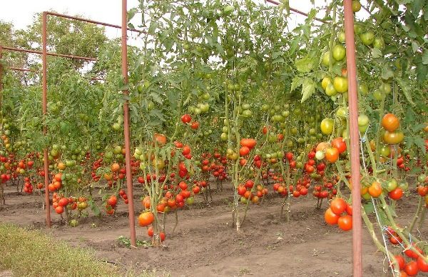  Tomatoes for tomato can be made of different materials: metal, wood, fabric