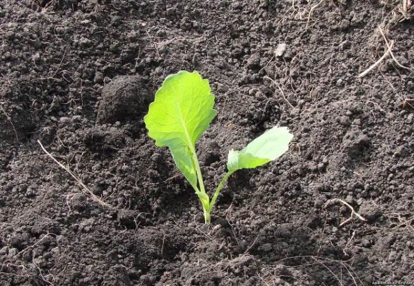  Planter des plantules de chou