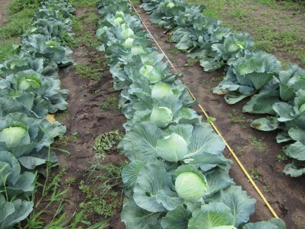  Growing cabbage in Siberia
