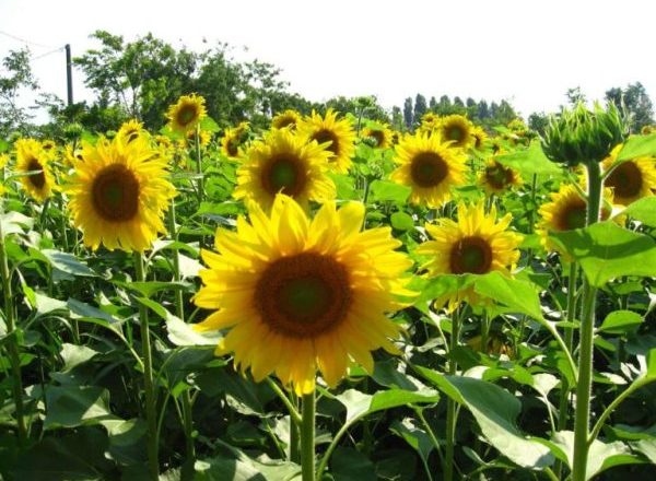  Wachsende Sonnenblume