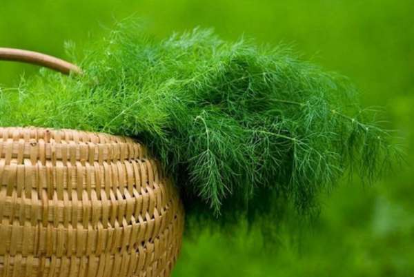  Crop of dill in a basket