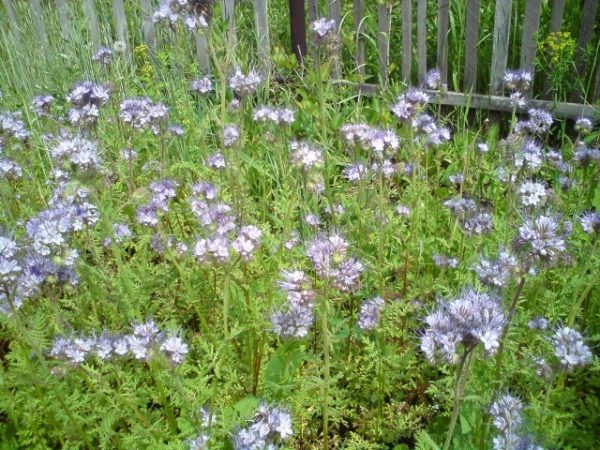  Fleur de radis oléagineux